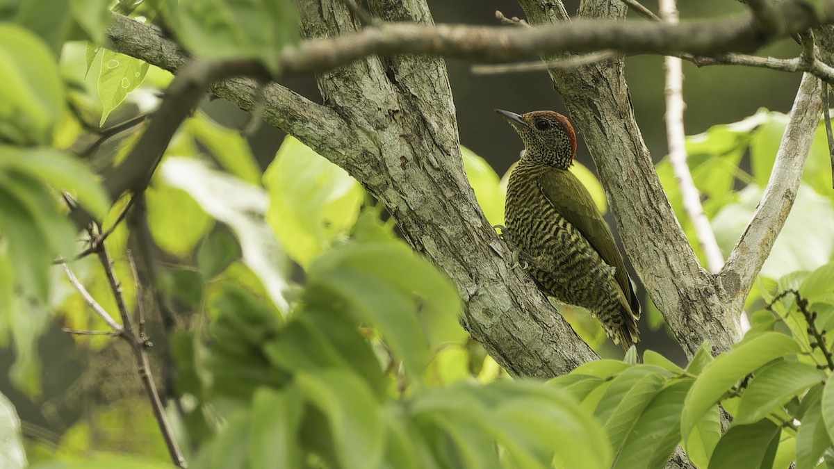 Green-backed Woodpecker (Plain-backed) - ML611348517