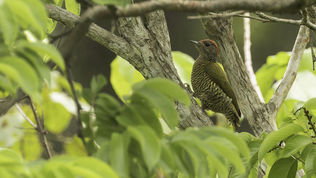 Green-backed Woodpecker (Plain-backed) - ML611348518