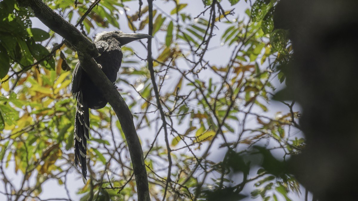 Eastern Long-tailed Hornbill - ML611348567