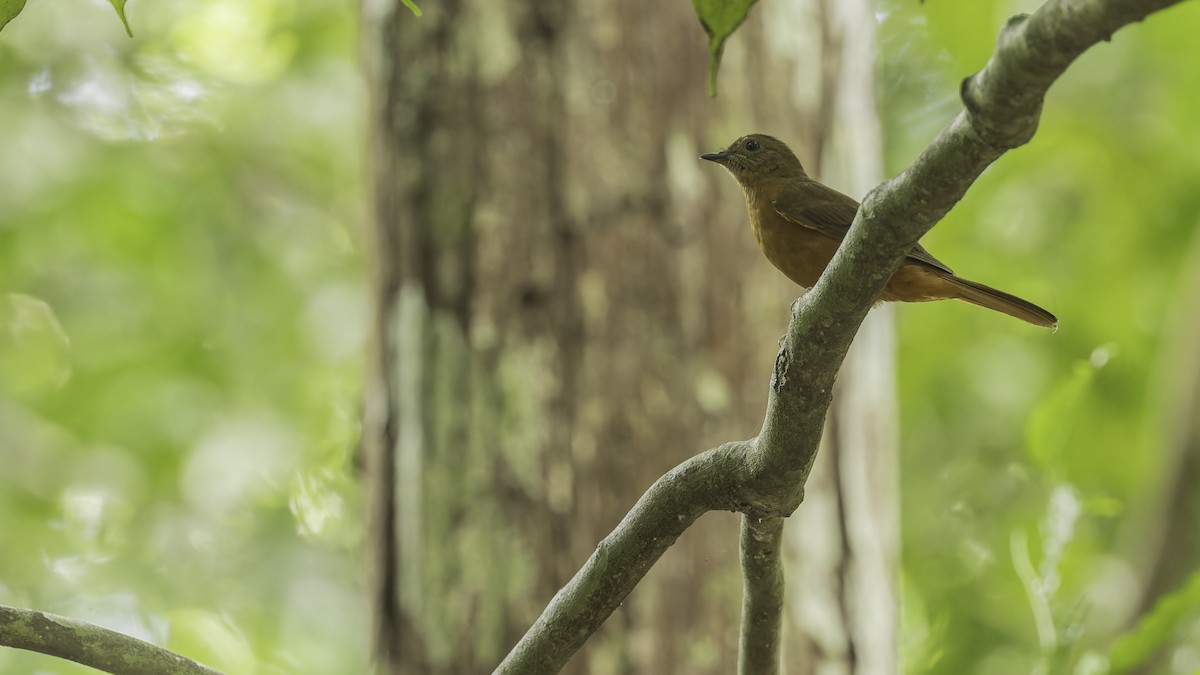 Red-tailed Ant-Thrush (Red-tailed) - ML611348580