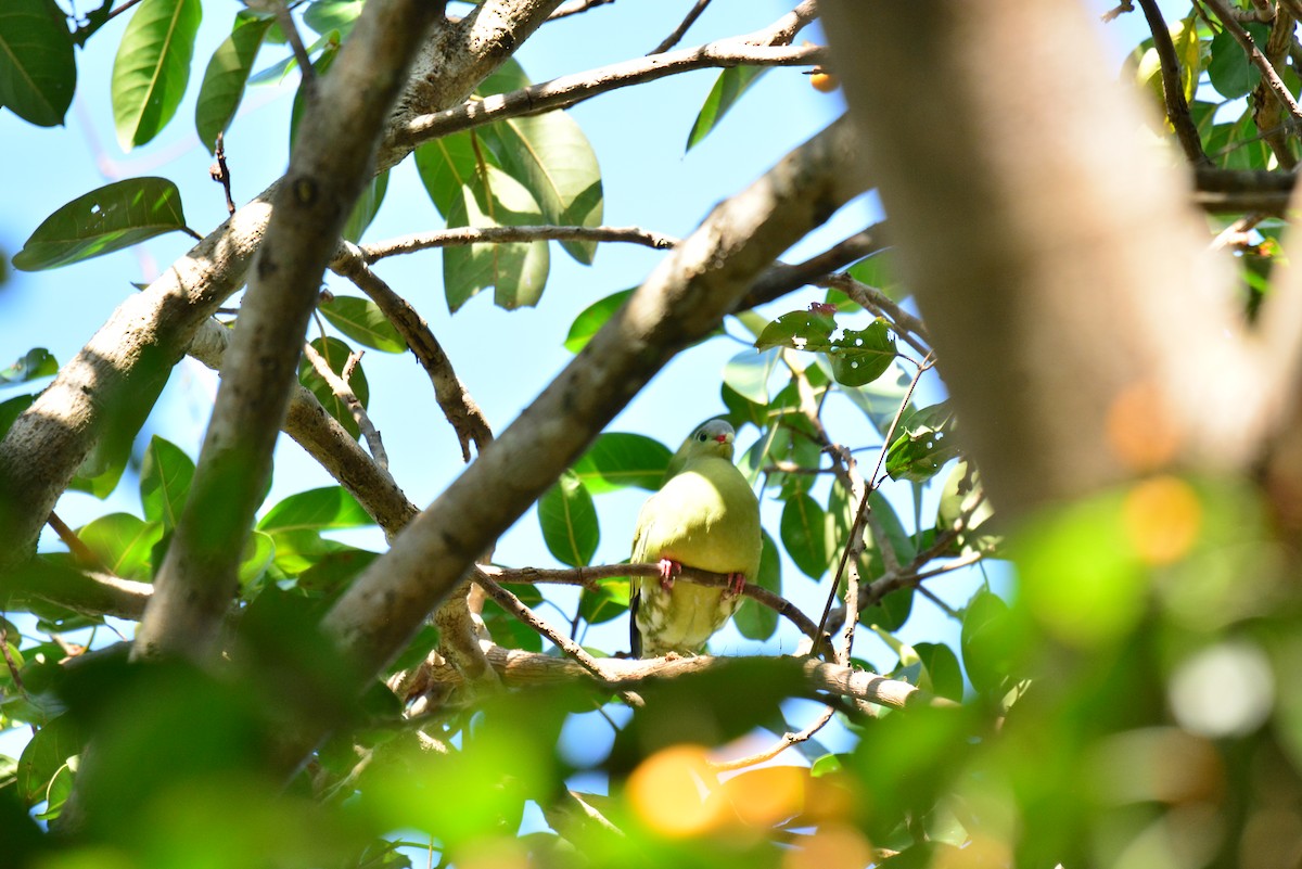 Thick-billed Green-Pigeon - ML611348955