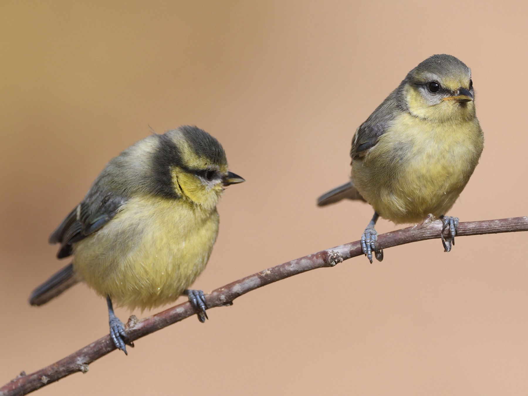 Eurasian Blue Tit - Santiago Caballero Carrera