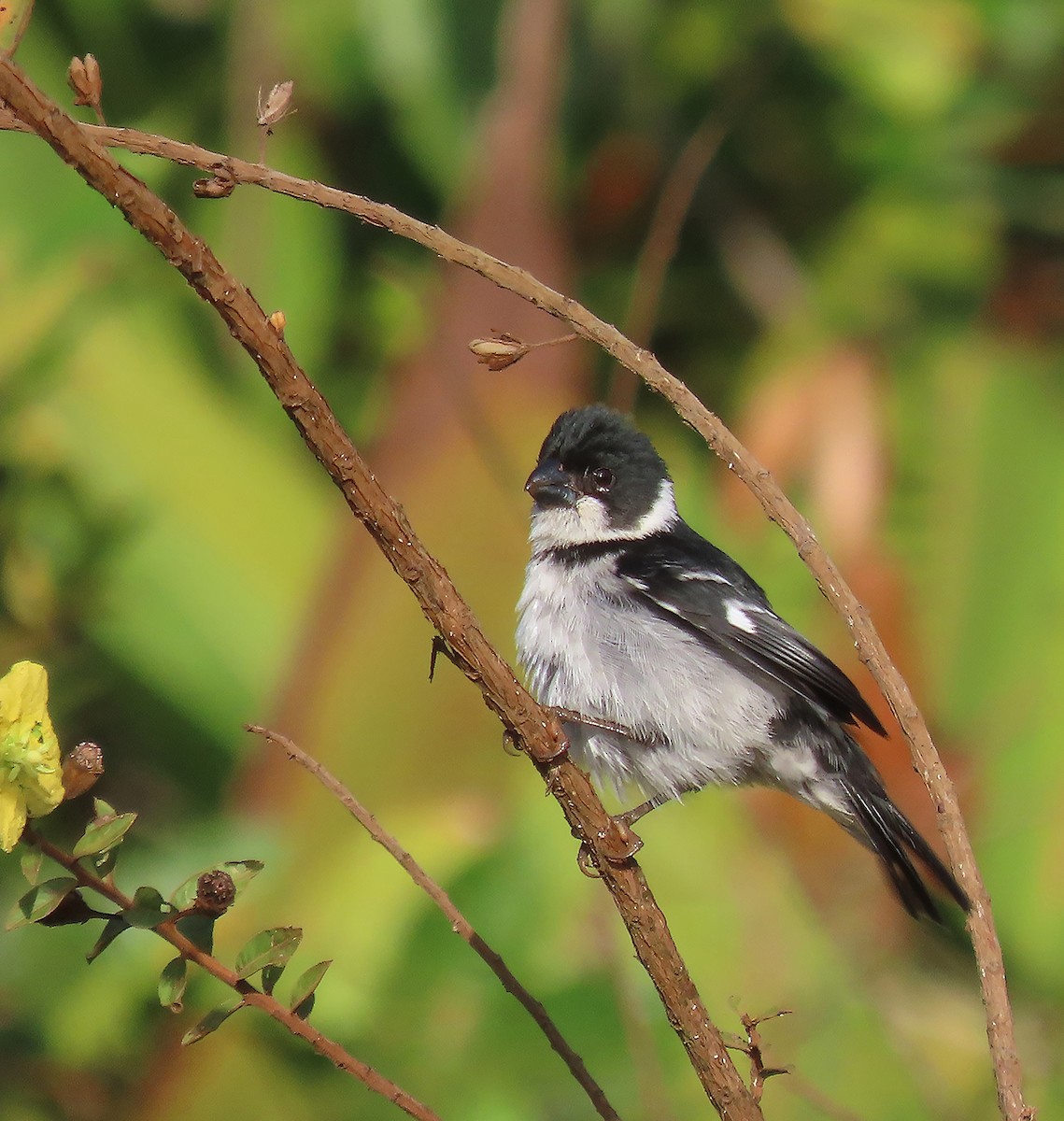 Wing-barred Seedeater - ML611349160