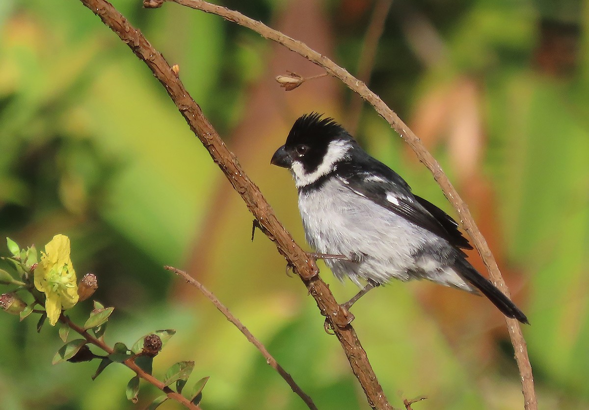 Wing-barred Seedeater - ML611349163