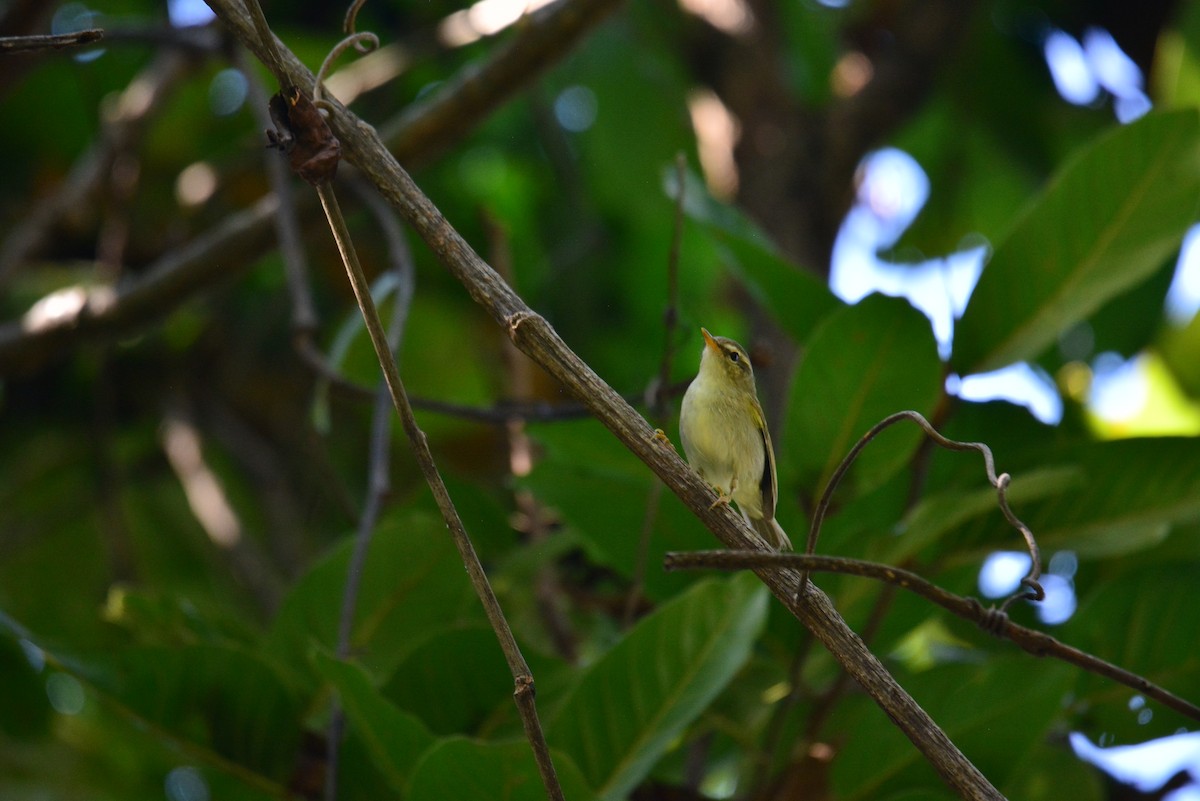 Yellow-browed Warbler - ML611349174