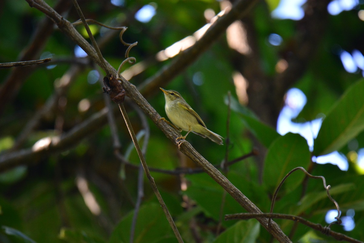 Yellow-browed Warbler - ML611349175