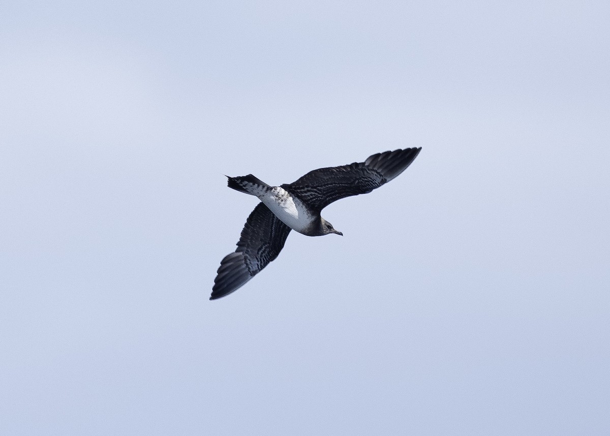 Long-tailed Jaeger - ML611349215