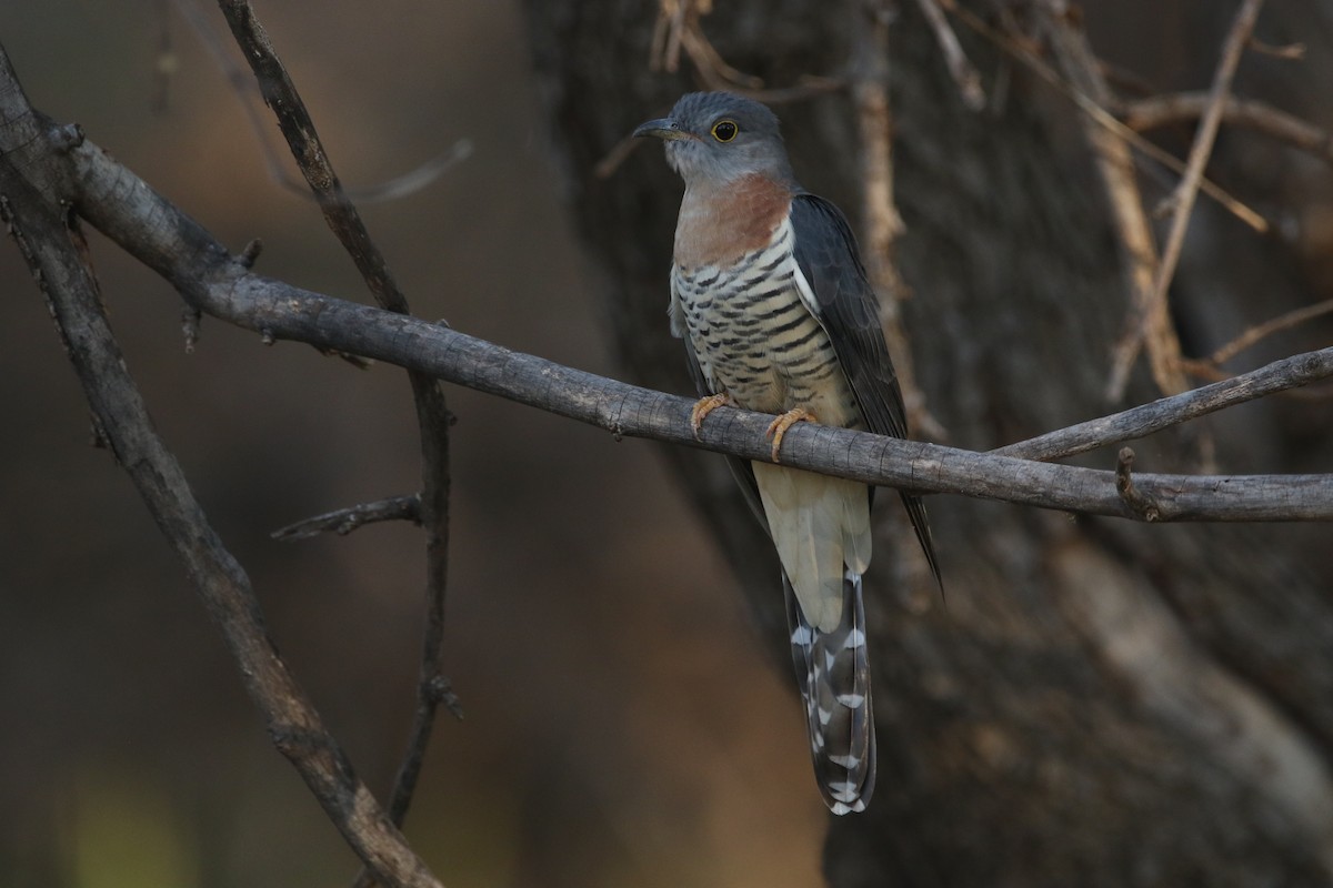 Red-chested Cuckoo - ML611349289
