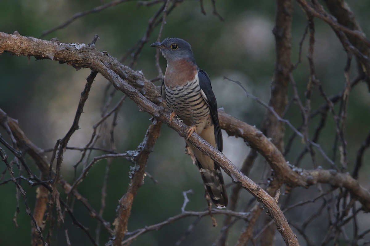 Red-chested Cuckoo - ML611349293