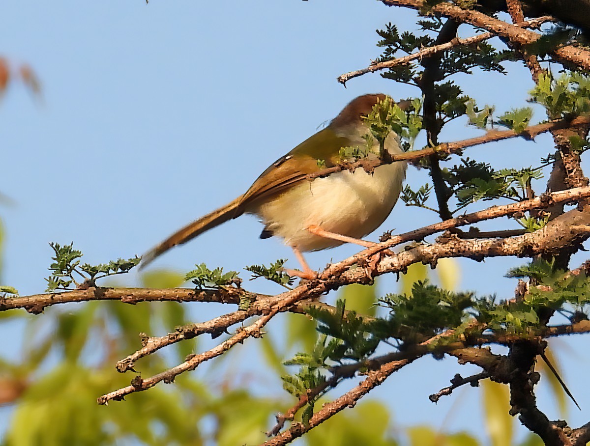 Common Tailorbird - ML611349379