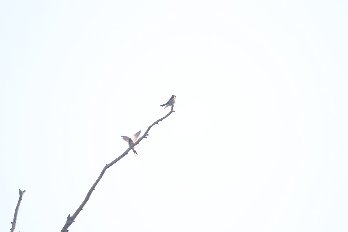 Lesser Striped Swallow - ML611349387