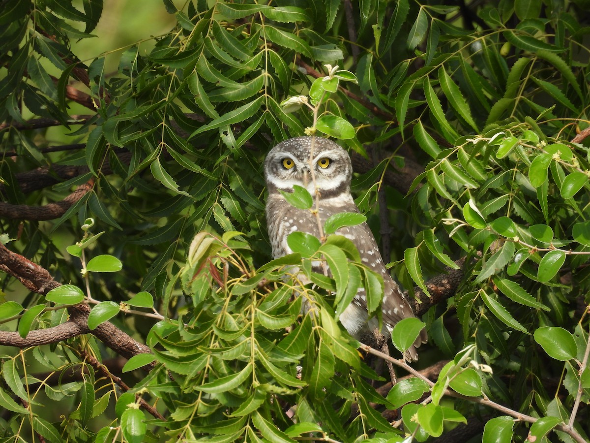 Spotted Owlet - ML611349535
