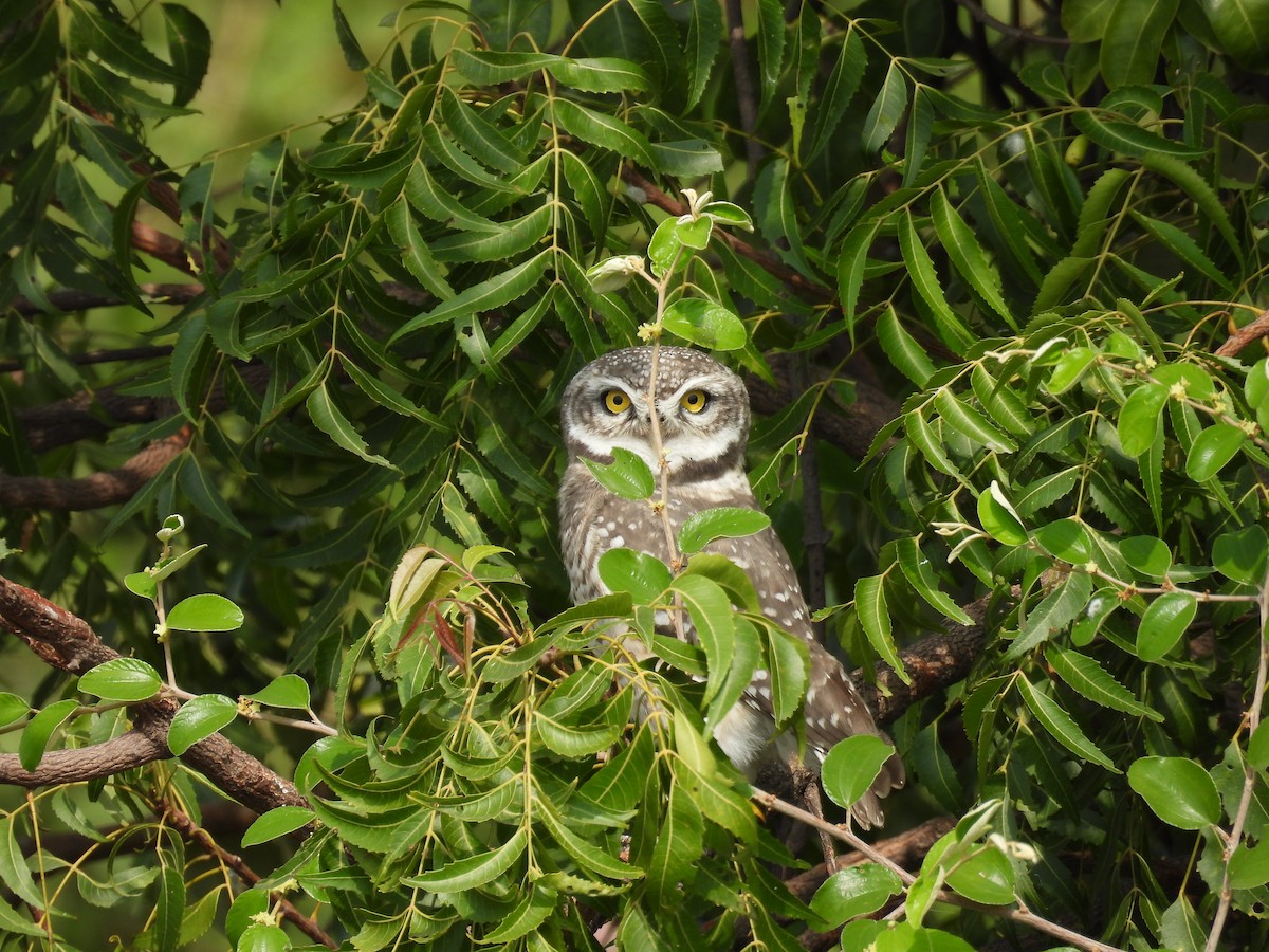 Spotted Owlet - ML611349536