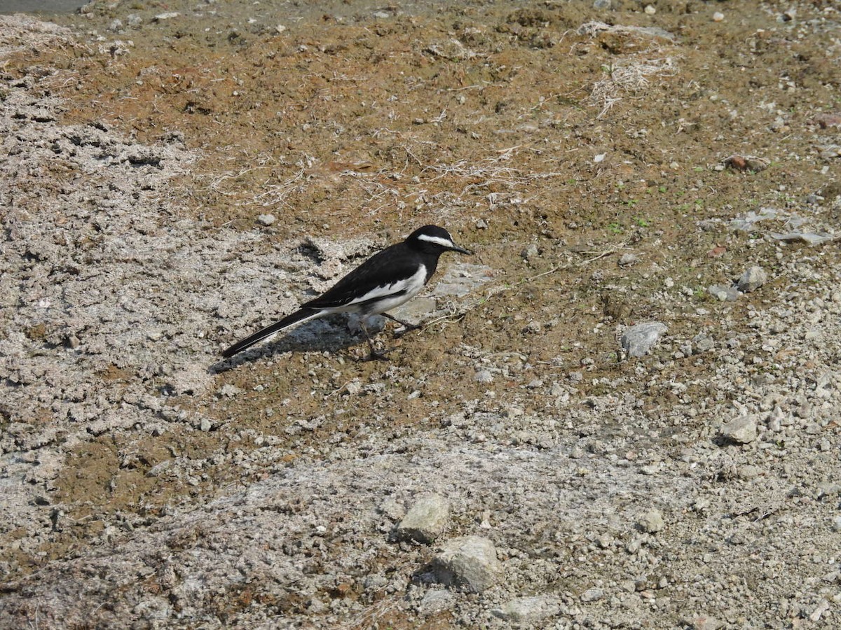 White-browed Wagtail - ML611349565