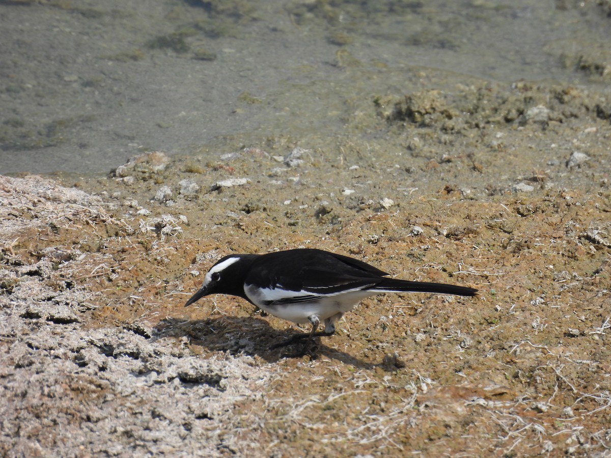 White-browed Wagtail - ML611349567