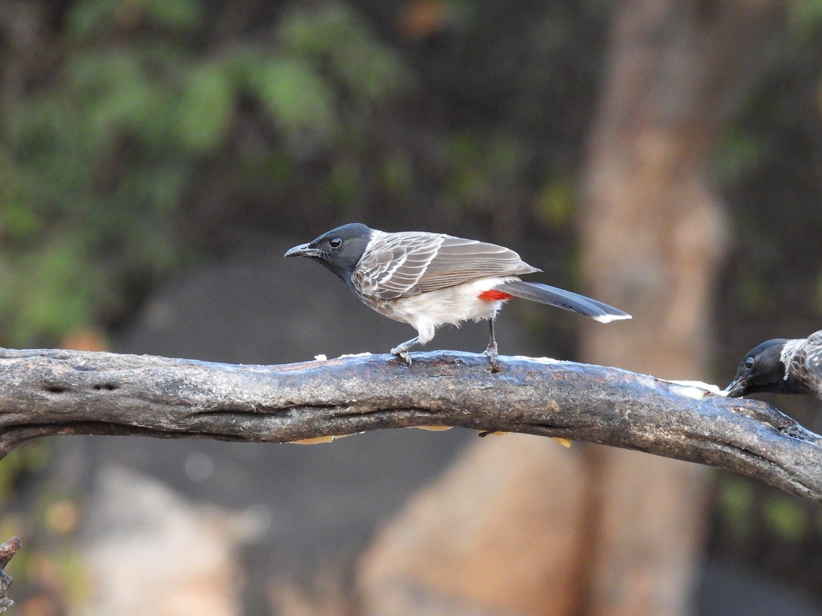 Red-vented Bulbul - ML611349580