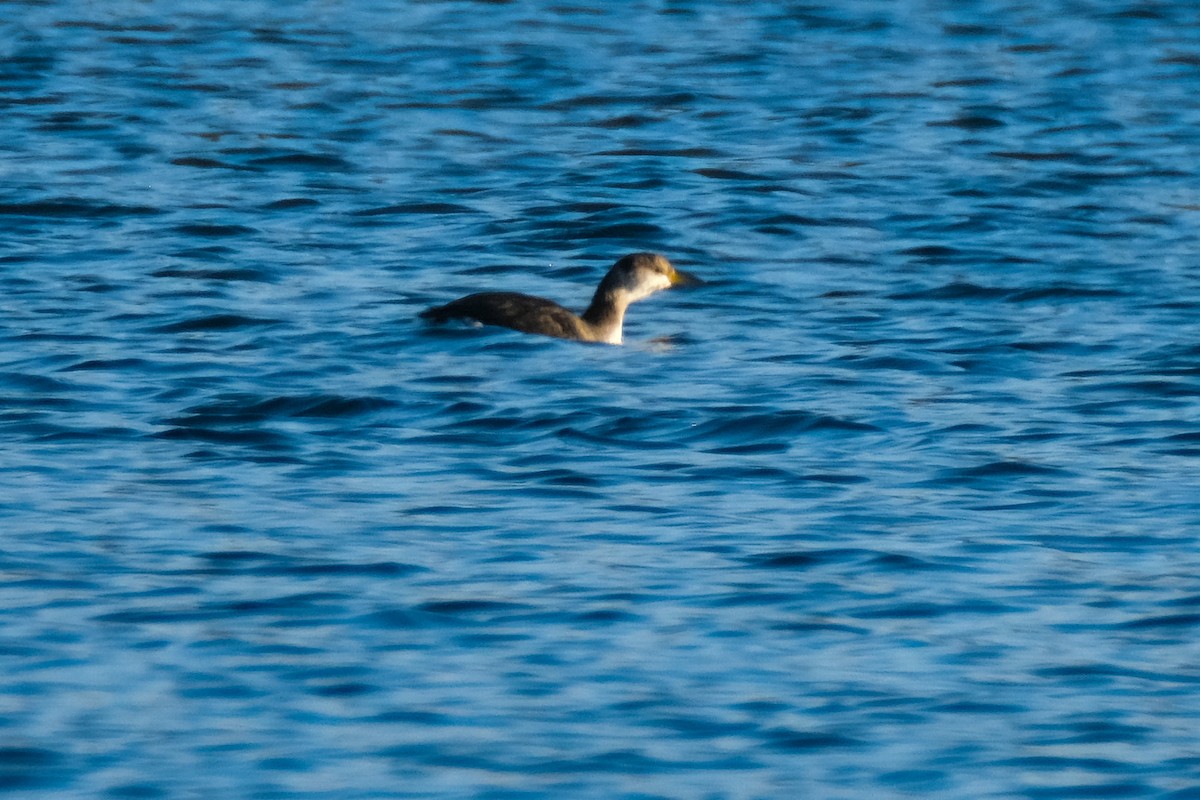 Red-necked Grebe - ML611350003