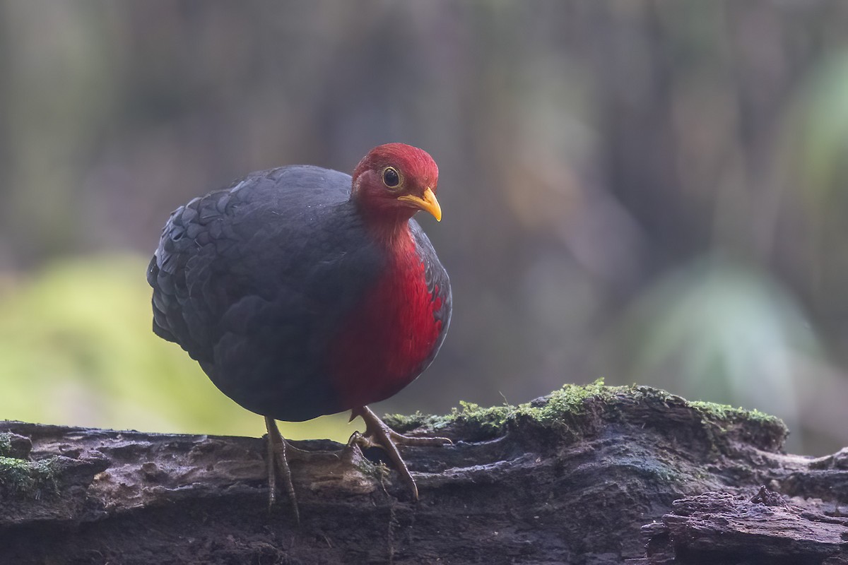 Crimson-headed Partridge - Niall D Perrins