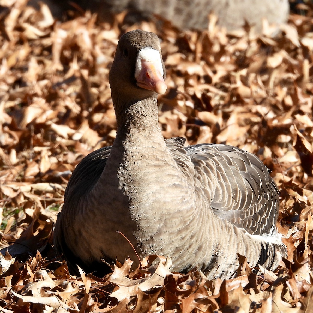 Greater White-fronted Goose - ML611350171