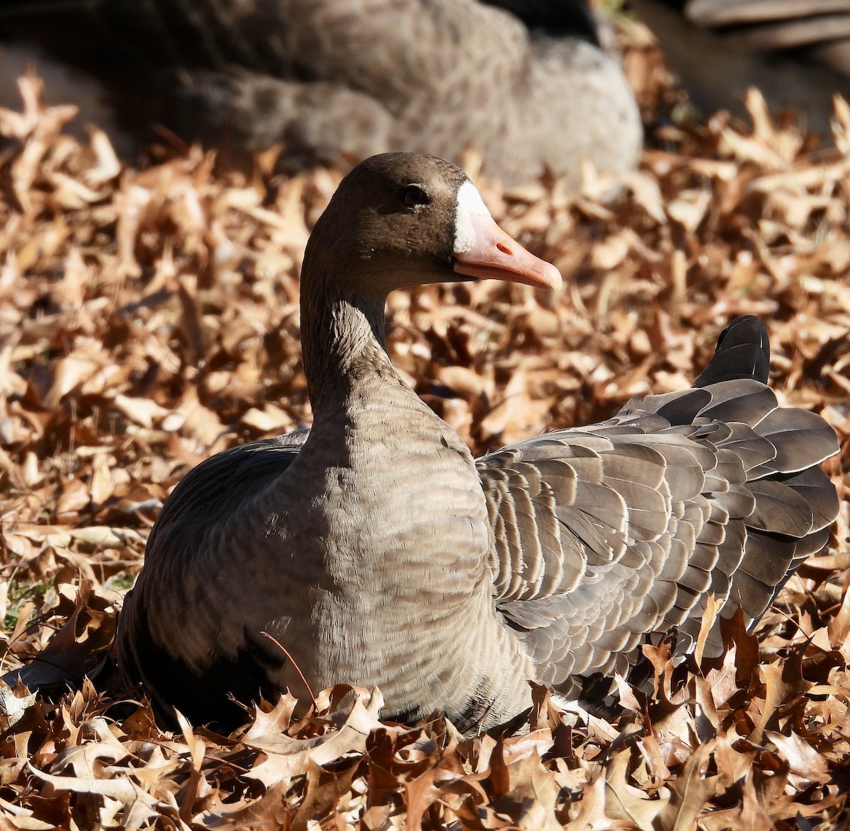 Greater White-fronted Goose - ML611350172