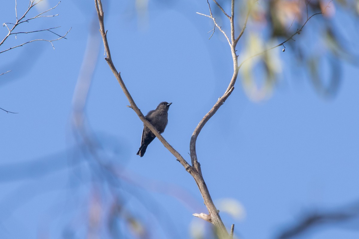 Dusky Woodswallow - Ramit Singal