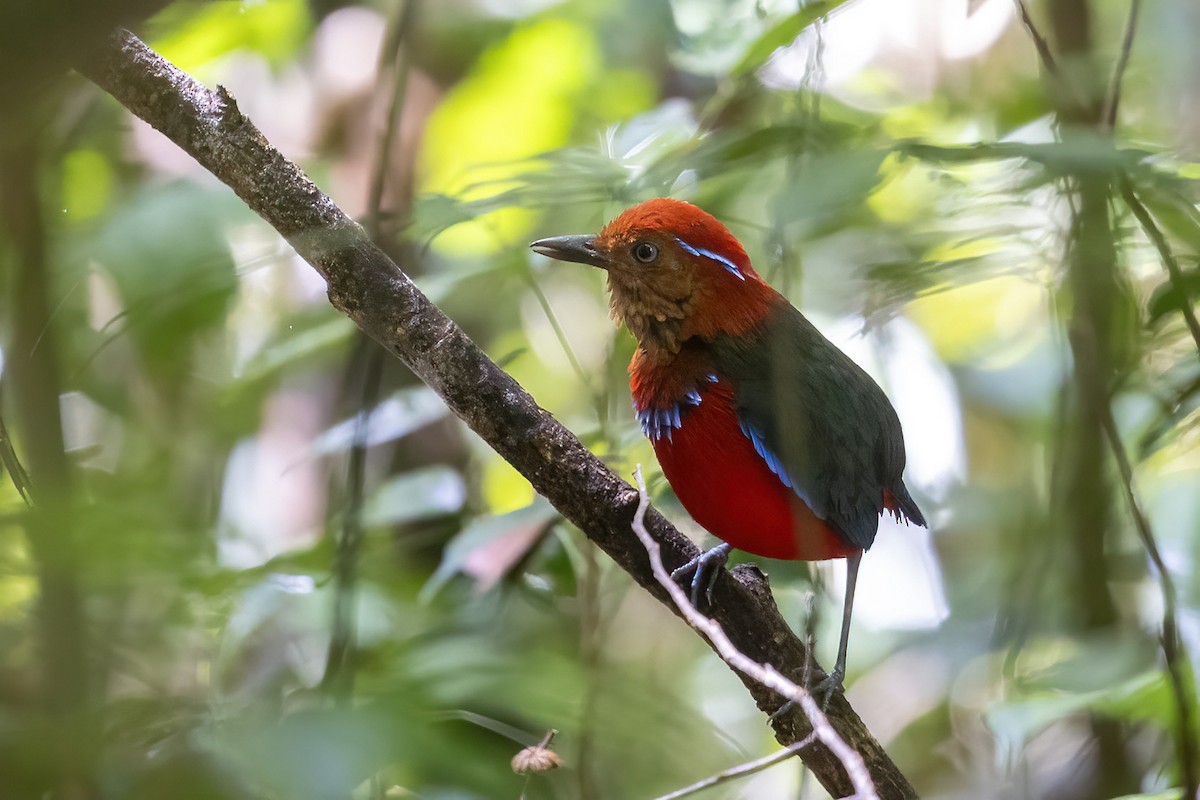 Blue-banded Pitta - ML611350447