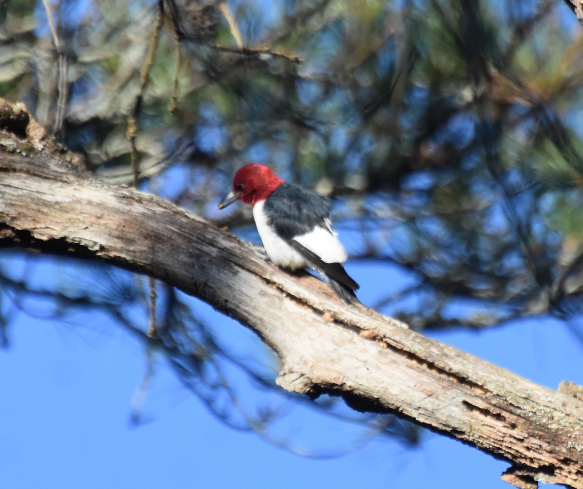 Red-headed Woodpecker - ML611350727
