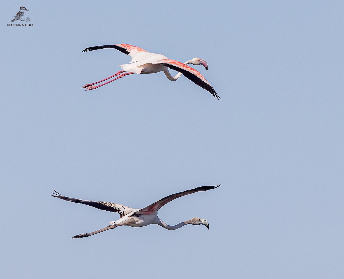 Greater Flamingo - Georgina Cole
