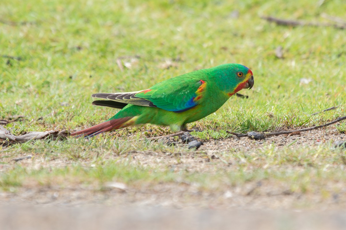 Swift Parrot - Ramit Singal