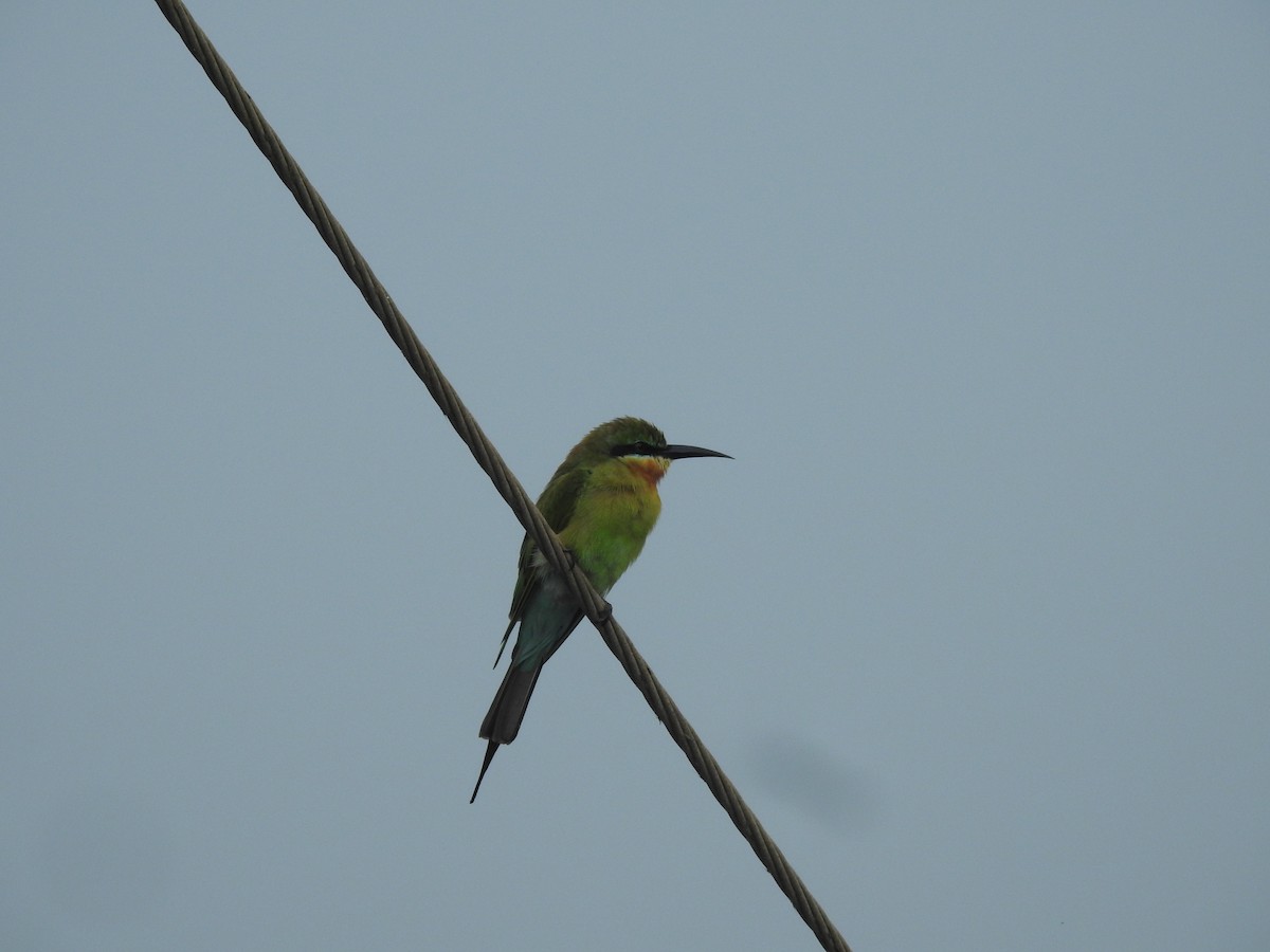 Blue-tailed Bee-eater - ML611351278