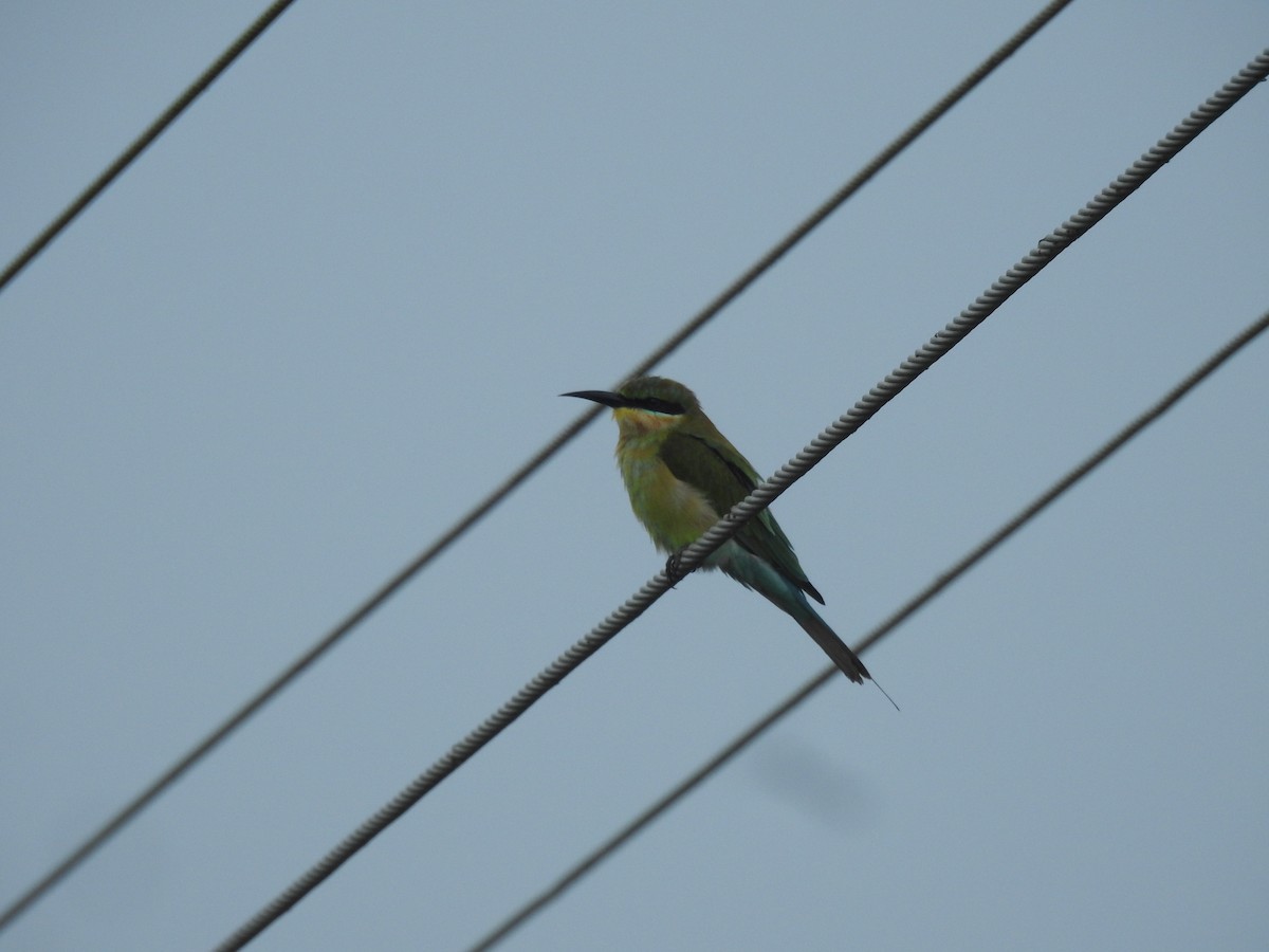 Blue-tailed Bee-eater - ML611351279