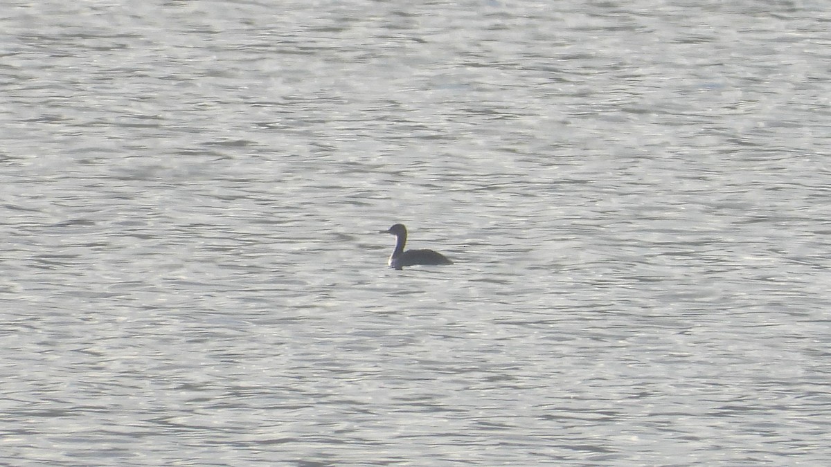 Red-necked Grebe - ML611351610