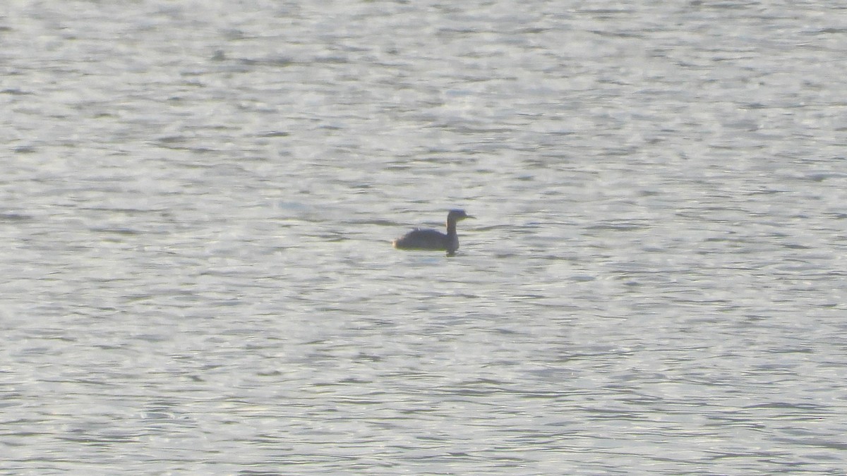 Red-necked Grebe - ML611351611