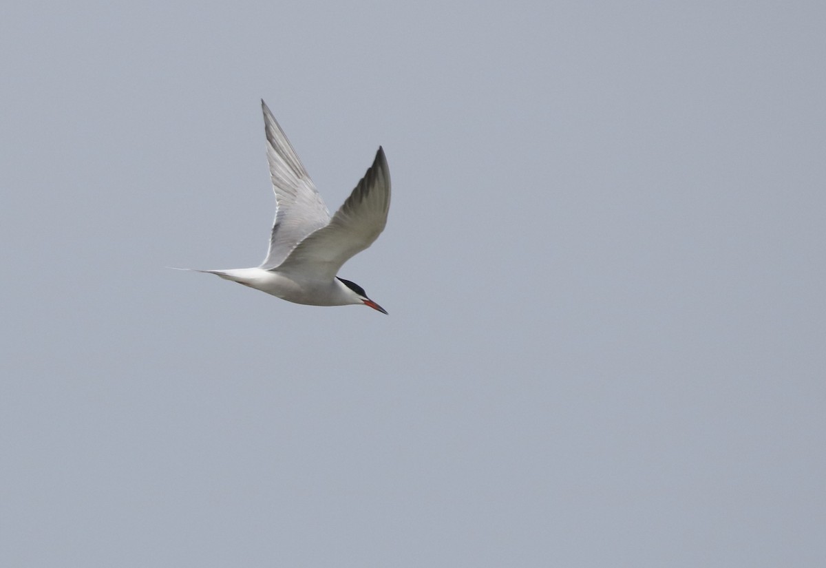 Common Tern - ML611351727