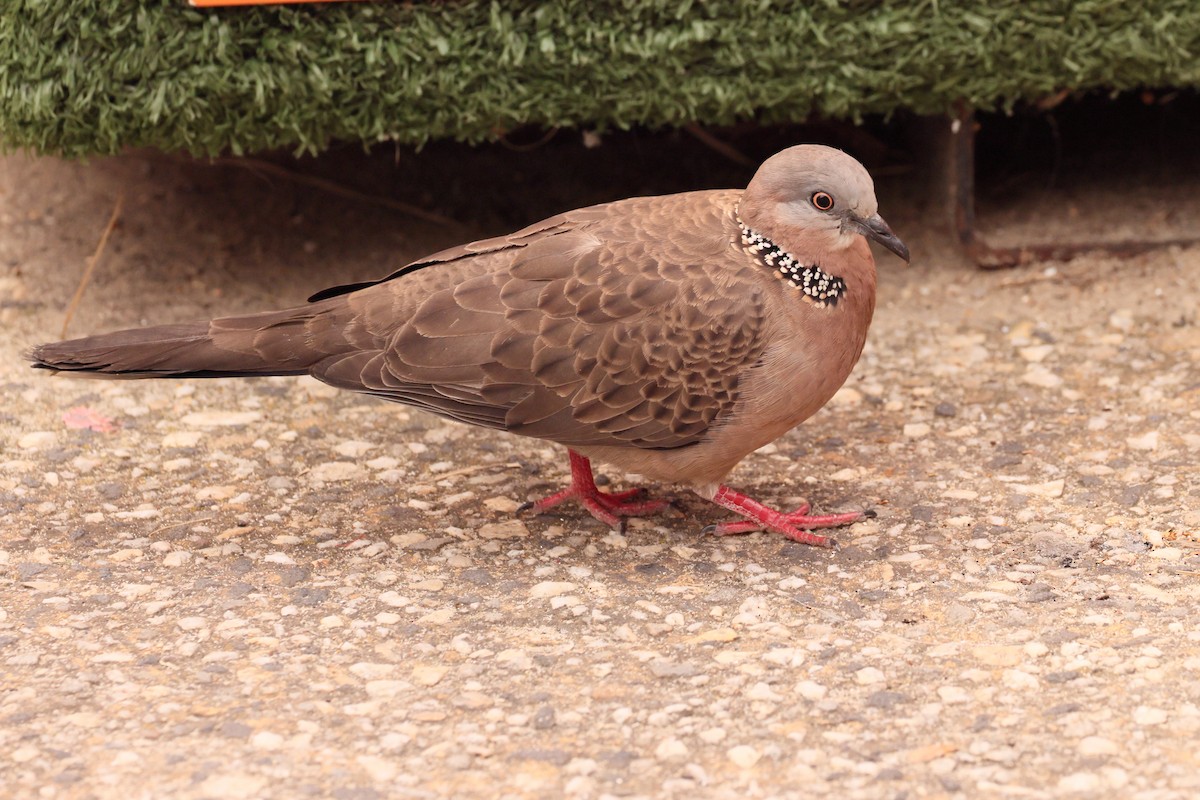Spotted Dove - ML611351957