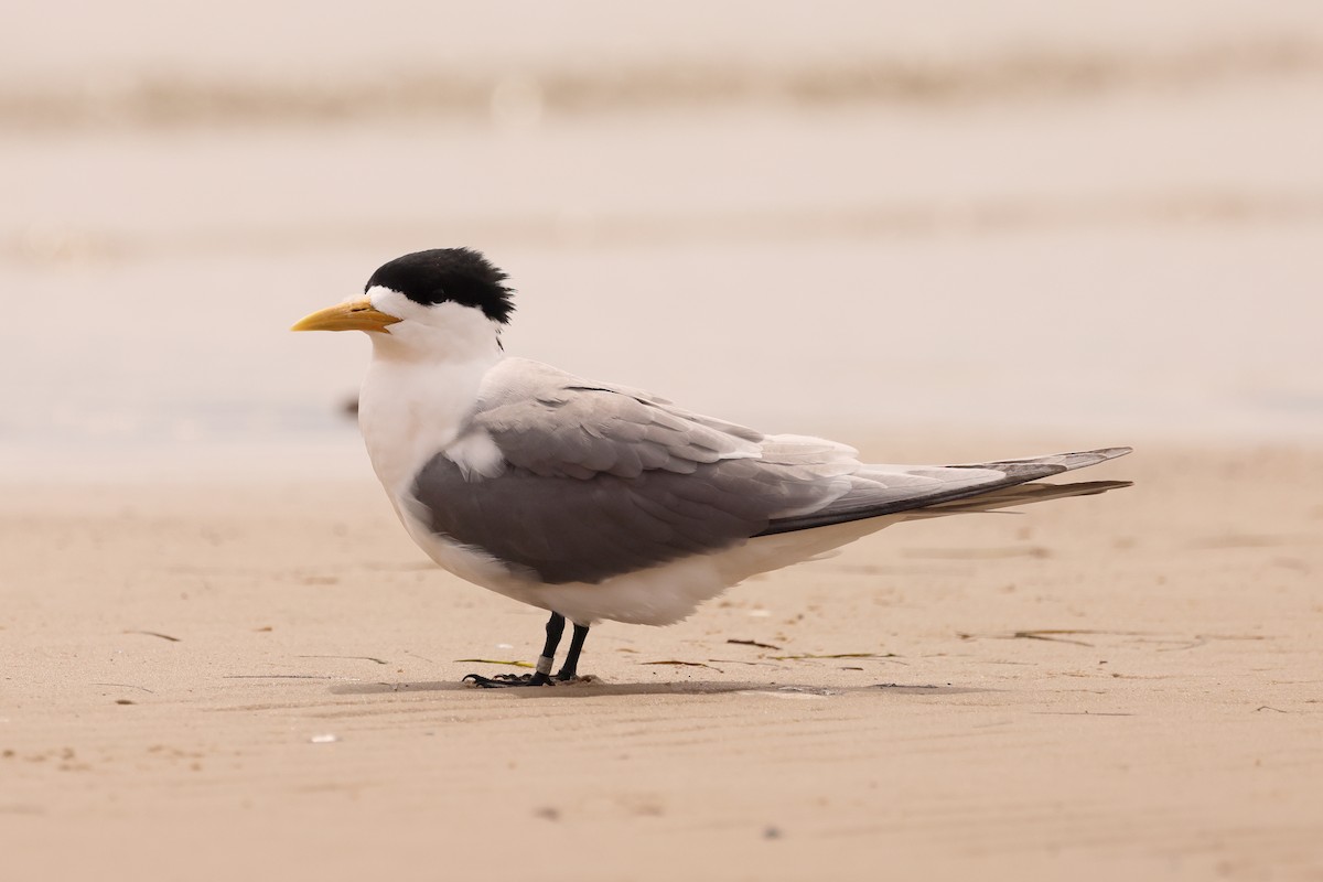 Great Crested Tern - ML611351959