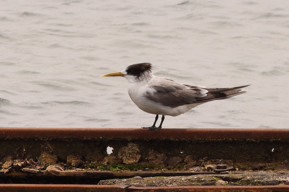 Great Crested Tern - ML611351968