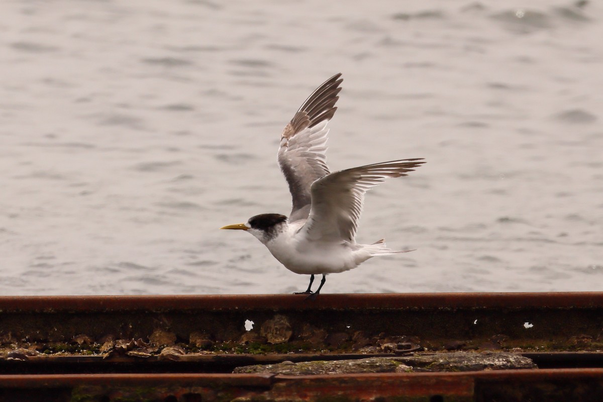 Great Crested Tern - ML611351969