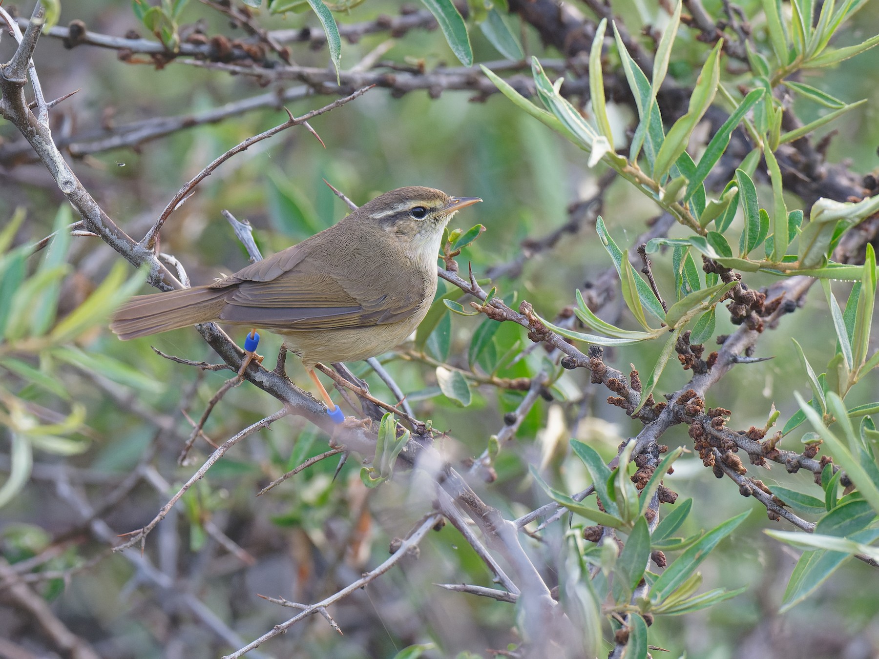 Yellow-streaked Warbler - Vincent Wang