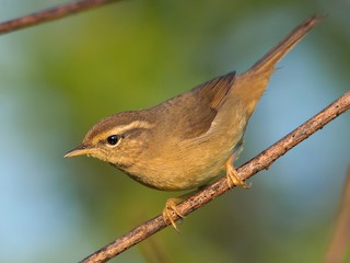  - Yellow-streaked Warbler