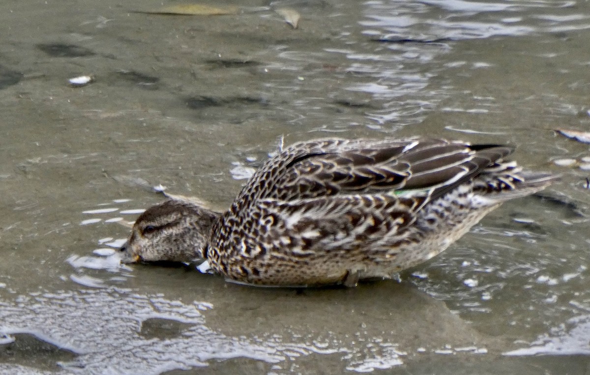 Green-winged Teal - ML611352210