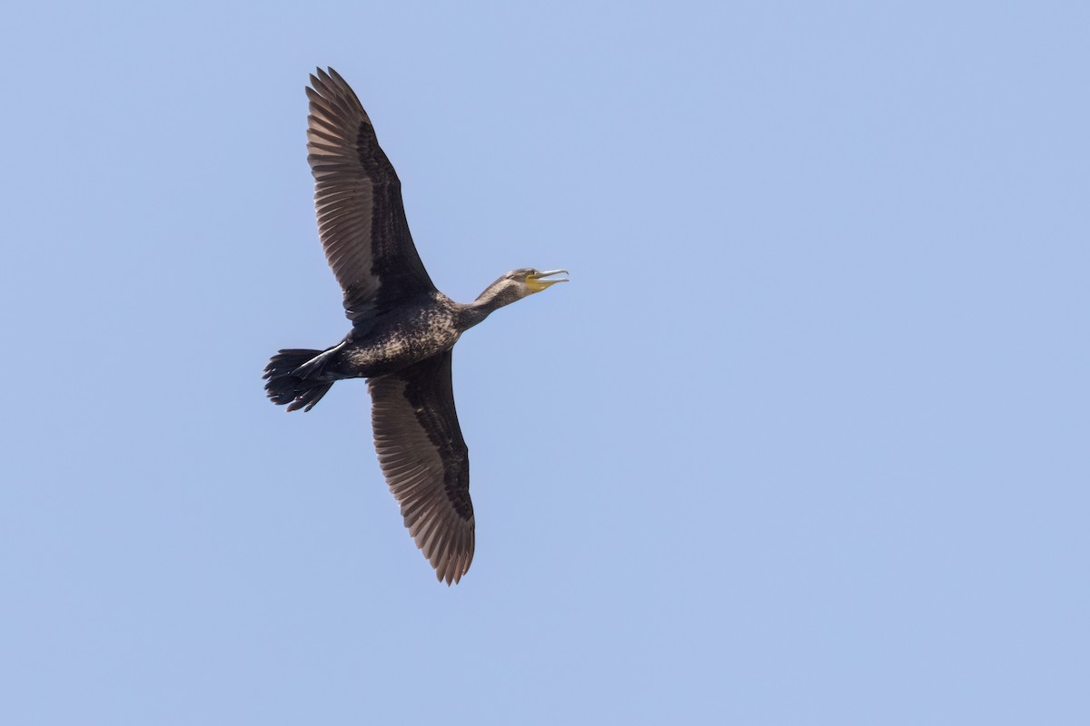 Great Cormorant (Australasian) - ML611352634