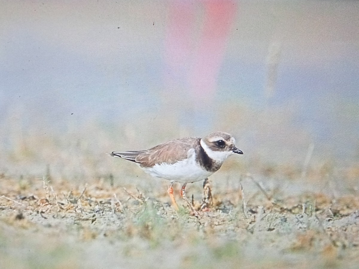 Common Ringed Plover - ML611352737