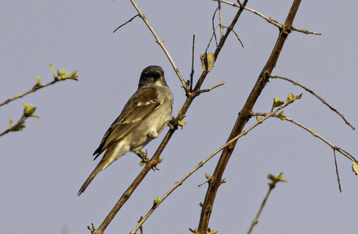 Southern Gray-headed Sparrow - ML611352977