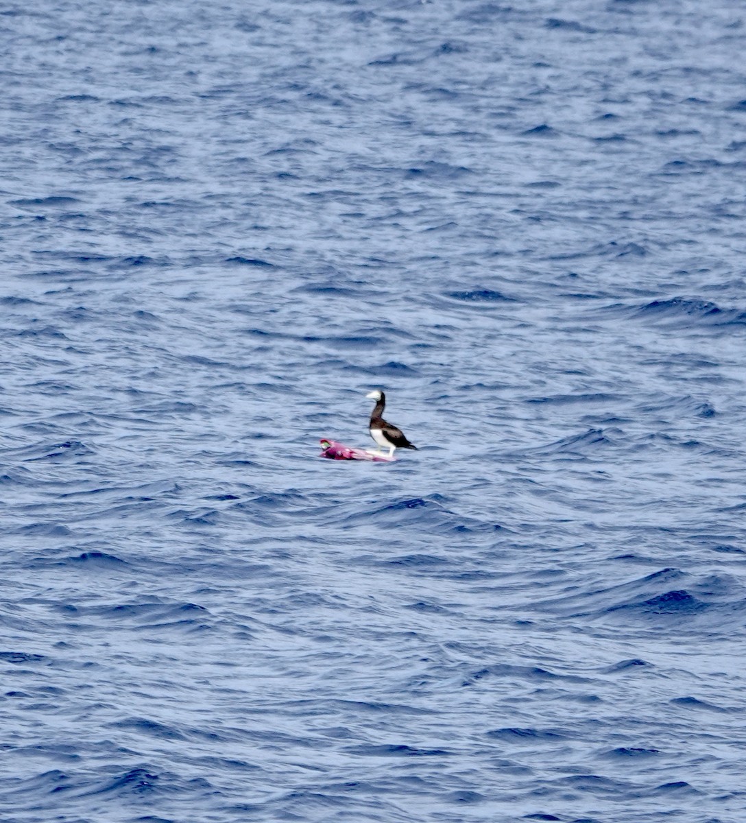 Brown Booby - ML611353201