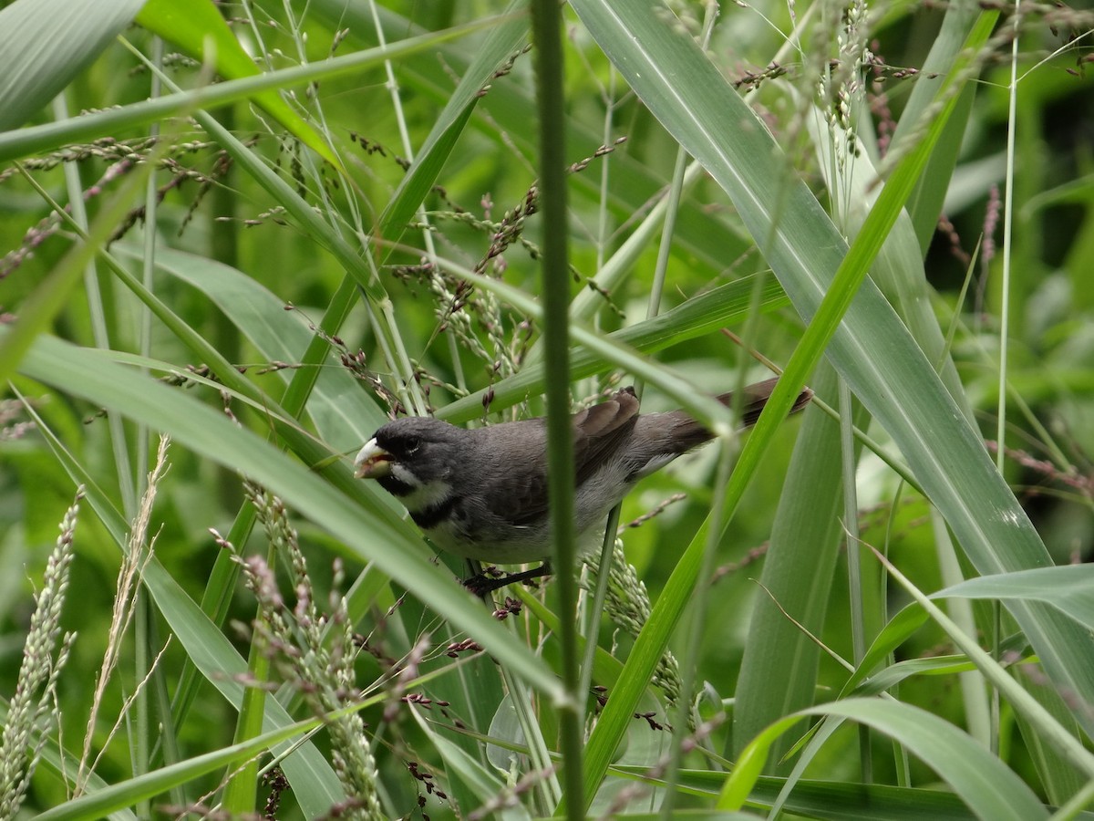 Double-collared Seedeater - ML611353299