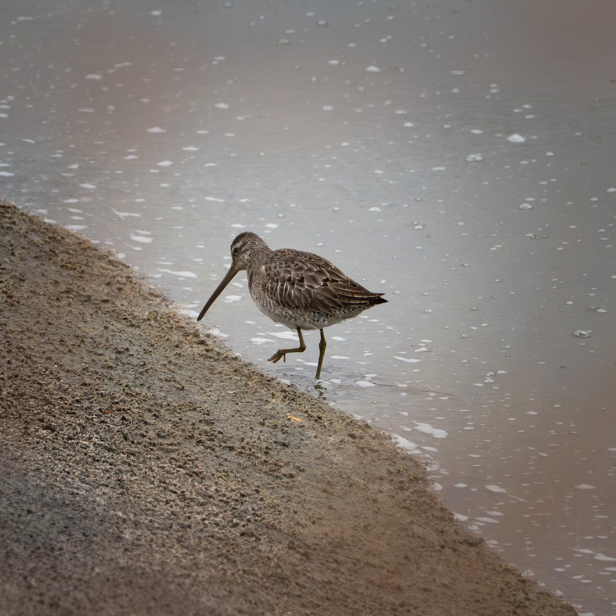 Long-billed Dowitcher - ML611353347