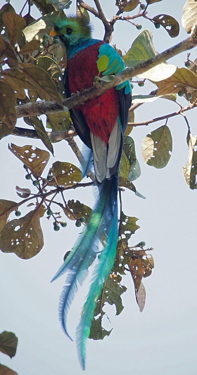 Quetzal Guatemalteco - ML611353376