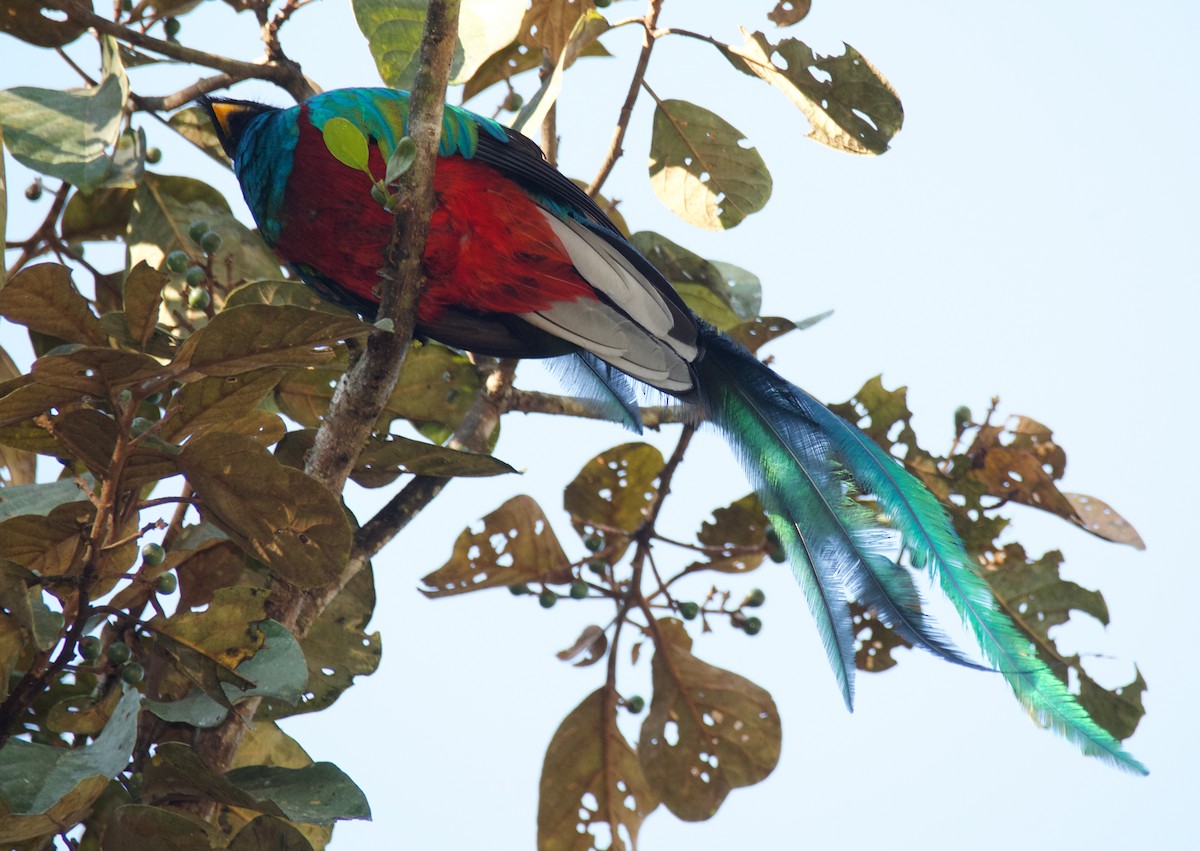 Quetzal Guatemalteco - ML611353377