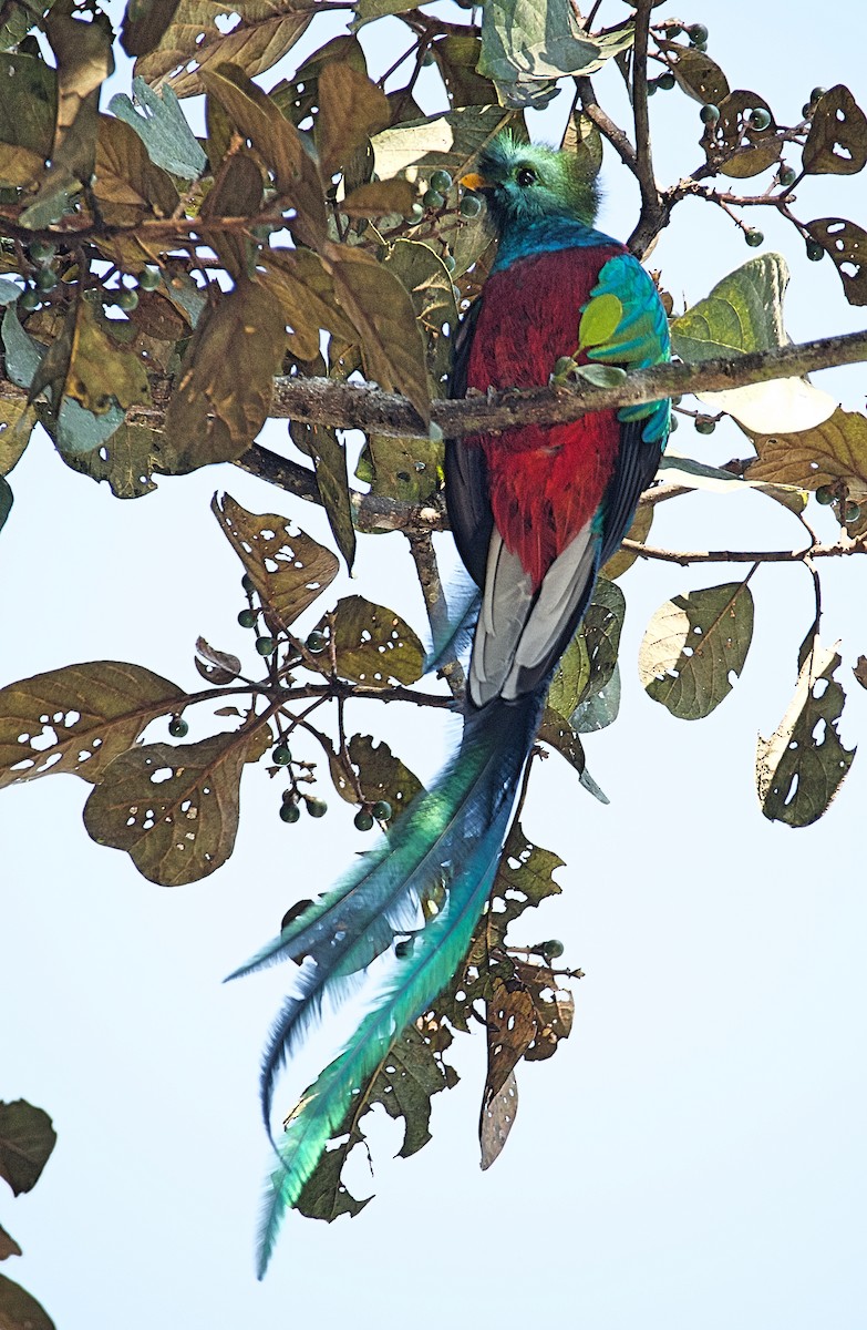 Quetzal resplendissant - ML611353380